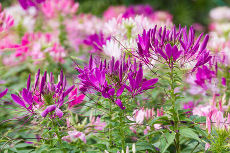 Close up Purple spider flower(Cleome hassleriana) in the gardenの写真素材