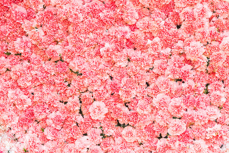 Beautiful carnation flower,Pink flower background of carnation flowerの写真素材