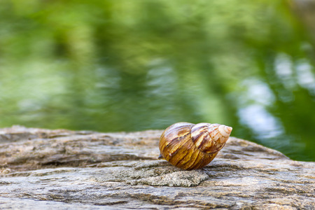 Close up Snail on the stone in the garden with green backgroundの写真素材