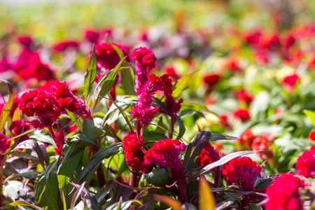 Closeup of blooming cockscomb flower (Celosia Cristata) in garden