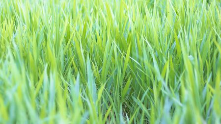 Close up green grass field in nature, Leaf grass