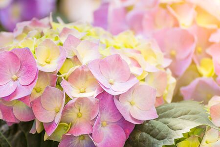 Hydrangea flower or Hydrangea macrophylla in a gardenの写真素材