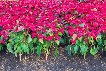 Poinsettia flowers or christmas star,Euphorbia pulcherrima in gardenの写真素材