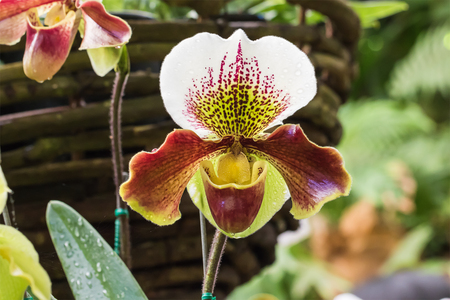 Close up Paphiopedilum of Orchid, or Lady slipper orchidの写真素材