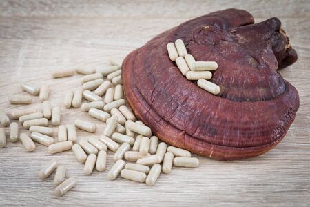 Close up of Ling zhi mushroom, Ganoderma lucidum  mushroom with capsule on wood