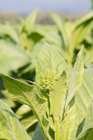 Close up Common tobacco, the Nicotiana tabacum is an annually-growing herbaceous plantの写真素材