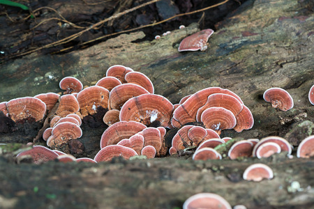 Group of Ganoderma Lucidum Mushroom or Ling Zhi Mushroom  on timber wood in rain forestの写真素材