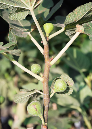 Close up green raw Figs on the branch