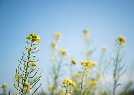 Field of bright yellow Rapeseed flower (Brassica napus) in blue skyの写真素材