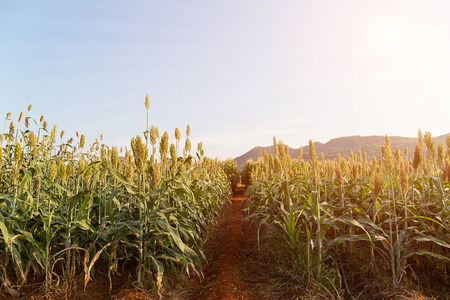 Close up field of Sorghum or Millet an important cereal cropの写真素材