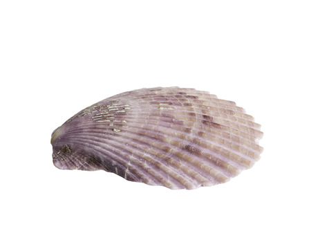 Close up Scallop seashell isolated on white background,clipping path includedの写真素材
