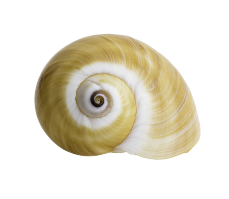 Close up Marine sea shell isolated on white background, clipping path included