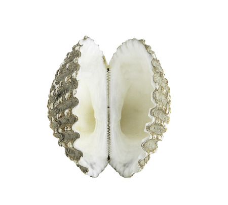 Cockle shell or scallop shall isolated on white background, Clipping path included