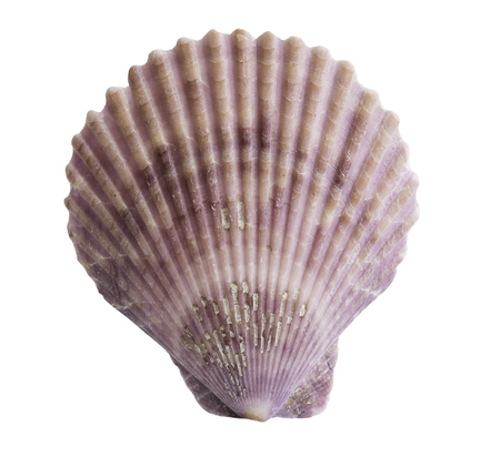 Close up Scallop seashell isolated on white background,clipping path included