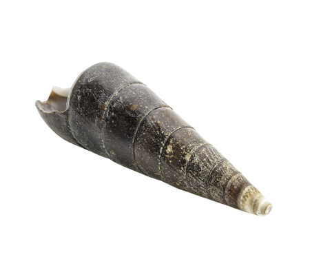 Close-up Marine sea shell isolated on white background, clipping path included