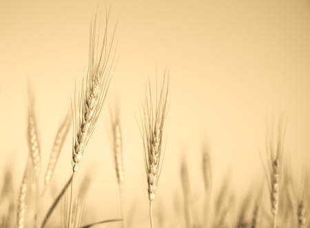 Barley grain hardy cereal that has coarse bristles extending from the ears chiefly for use in brewing and for flourの写真素材