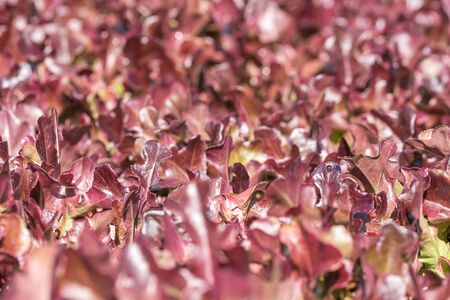 Lettuce salad with hydroponic method in greenhouse at hydroponic vegetable plantの写真素材