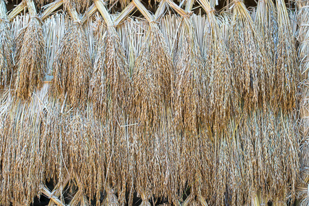 Dry paddy rice seeds mass product from Thailand,Ears of paddy riceの写真素材
