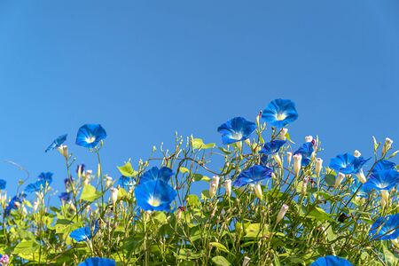 Morning glory or Ipomoea is flowering plants in the family Convolvulaceae agent blue skyの写真素材