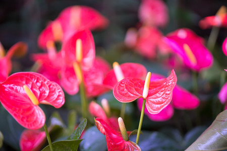 Close up of Pink Anthurium or flamingo flowers in garden