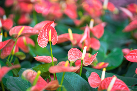 Close up of Pink Anthurium or flamingo flowers in gardenの写真素材