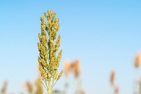 Close up Sorghum or Millet an important cereal crop in field agent blue skyの写真素材