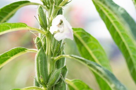 Sesame seed flower on tree in the field, Sesame a tall annual herbaceous plant of tropical and subtropical areas cultivated for its oil-rich seedsの写真素材
