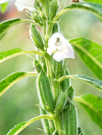 Sesame seed flower on tree in the field, Sesame a tall annual herbaceous plant of tropical and subtropical areas cultivated for its oil-rich seedsの写真素材