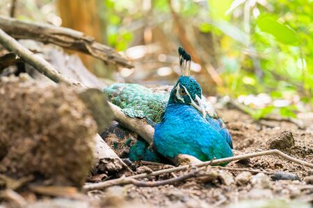 A male peacock sitting in wild natureの写真素材