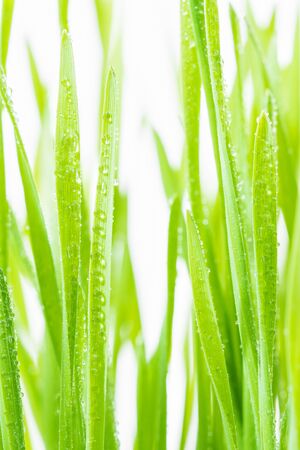 Close up blades of green grass with raindrop in a green field in morning sunlightの写真素材