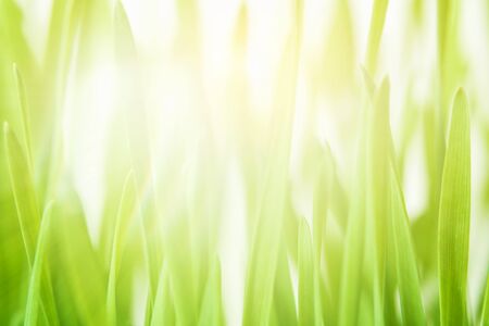 Close up blades of green grass in a green field in morning sunlightの写真素材