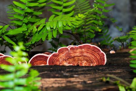 Group of Ganoderma Lucidum Mushroom or Ling Zhi Mushroom on timber wood in rain forest