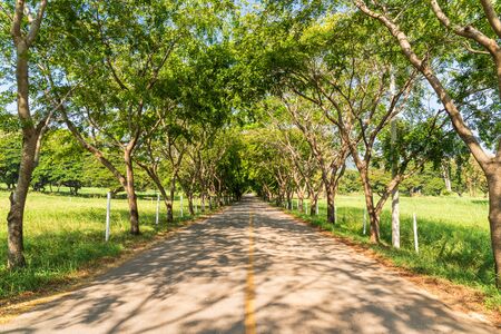 The road asphalt straight into the tree tunnelの写真素材