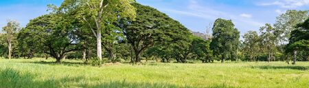 Panoramic landscape of green jungle,Tropical rain forest in Thailandの写真素材