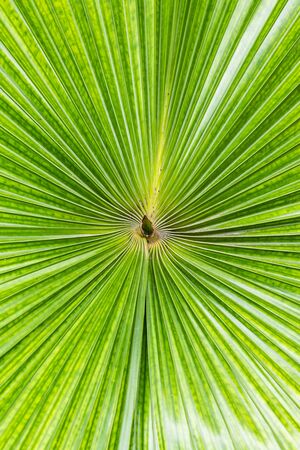 Close up texture of Green palm Leaf , Tropical palm leaf textured and striped backgroundの写真素材