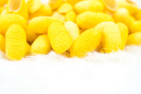 Silkworm cocoon with spa treatment oil on whiteの写真素材
