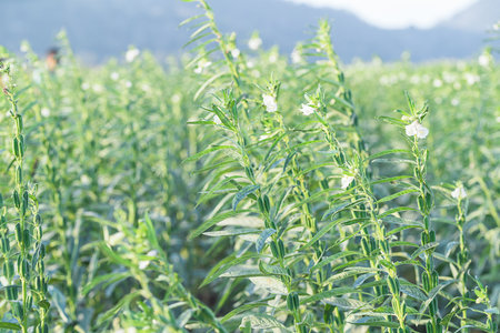 Sesame seed flower on tree in the field, Sesame a tall annual herbaceous plant of tropical and subtropical areas cultivated for its oil-rich seedsの写真素材