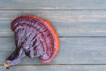 Close up of Ling zhi mushroom, Ganoderma lucidum mushroom on wood tableの写真素材