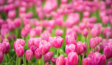 Close up Pink tulips flowers blooming in spring gardenの写真素材