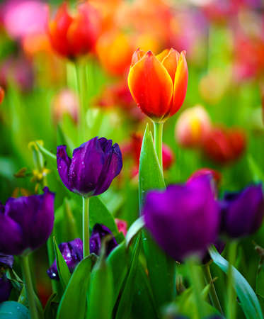 Close up Red tulips flowers blooming in spring gardenの写真素材