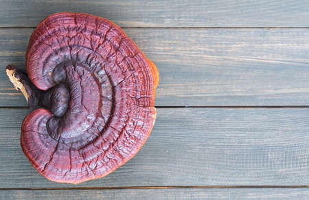 Close up of Ling zhi mushroom, Ganoderma lucidum mushroom on wood tableの写真素材