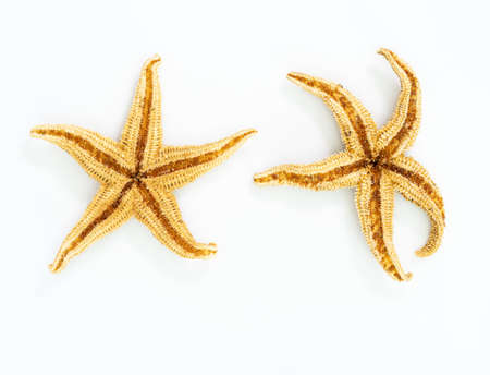 Starfish or sea star on white backgroundの写真素材