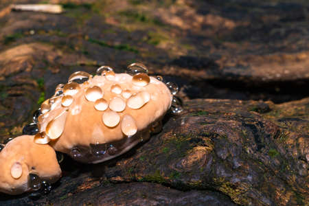 Baby Lingzhi mushroom or reishi mushroom on timber in the forestの写真素材