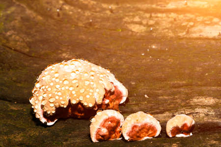 Baby Lingzhi mushroom or reishi mushroom on timber in the forestの写真素材