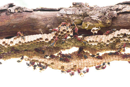 Close-up of wasp and wasp nest with eggs and larvae on white backgroundの写真素材