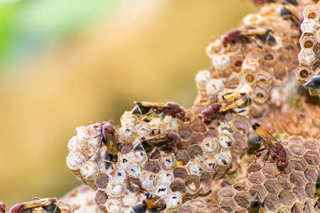 Close-up of wasp and wasp nest with eggs and larvae in natureの写真素材