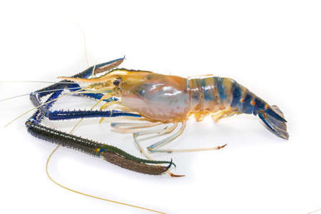 Giant Freshwater Prawn on white background close upの写真素材