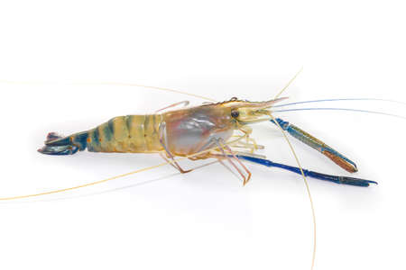 Giant Freshwater Prawn on white background close upの写真素材