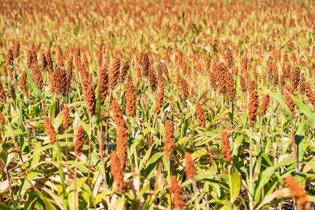 Millet or Sorghum an important cereal crop in field for making porridge or baking bread or brewing beerの写真素材