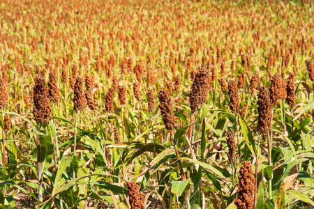 Millet or Sorghum an important cereal crop in field for making porridge or baking bread or brewing beerの写真素材